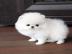 KOSTENLOS Pomeranian Zwergspitz welpen. 