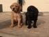 s??en Labrador welpen