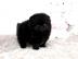 Pomeranian Welpen/ Zwergspitz