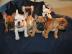 Sch?ne franz?sische Bulldoggenwelpen