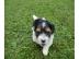Reinrassige BIEWER YORKSHIRE-TERRIER (ab