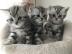 S��es BKH black-silver-classic Kittens. W