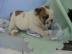 Englisch Bulldogge Welpen zum Verkauf