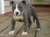 American Staffordshire Terrier Welpen