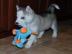 Entz�ckender sibirischer Husky