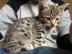 Sch�ne F5 registrierte Savannah Kittens