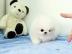 . zuckers��e Mini Zwergspitz / Pomeranian