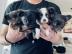 2 s��e Chihuahua Welpen suchen ein liebe