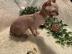 Sphynx Katzchen abgabebereit mit Stammba