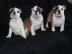 wundersch�ne Englische Bulldogge Welpen