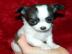 Mini Chihuahua Welpen
