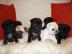 Mini Mops Welpen Schwarz Und Beige