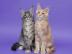 wundersch�ne Maine Coon K�tzchen