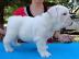 S��e reinrassige Englisch Bulldog Welpen