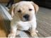 Liebevolle Golden Retriever Welpen f�r R
