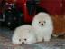 Boo Pomeranian Zwergspitz Welpen