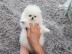MINI POMERANIAN ZWERGSPITZ BOO WELPEN ZU