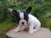 franz�sische Bulldog Welpen