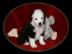 S��e Mini Aussie Welpen