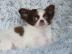Zuckers��e Reinrassige Mini Chihuahua we