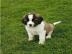 Wundersch?ne Saint Bernard Welpen zu ver