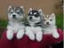 Teacup Pommern und eine blaue Augen Husk