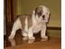 S��es Englische Bulldogge M�dchen zu ver