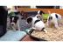 Jack-Russell-Welpen