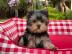 Reinrassiger Yorkshire Terrier Welpe