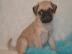 Mops Welpe, mit FCI Papieren!