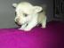 ❤️Chihuahua Welpen &amp