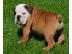 Wundersch�ne Englische Bulldoggen Welpen