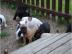 Franz.  Bulldoggen Welpen choco linie
