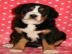 Grosser Schweizer Sennenhund