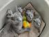 Russisch Blau Kitten