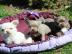 s��e MINI chihuahua welpen mit Papieren