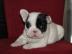 Franz�sische Bulldogge Welpen mit Papier