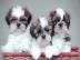 Wundersch�ne Shih Tzu Welpen mit Papiere