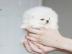 Jovial Teacup Pomeranian Pups Verf?gbar