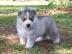 S??e Siberian Husky-Welpen