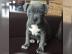 Reinrassige Pitbull Welpen