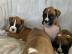 S��e Boxer Welpen
