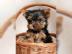 Yorkshire Terrier Welpen