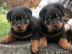 m?nnliche und weibliche Rottweiler Welpe