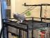 Graupapageien babys und macaw papageien