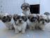 Entz?ckende Shih Tzu Welpen zu verkaufen