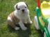 Englisch Bulldogge Welpen