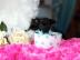 Mini Chihuahua welpen %%