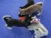 Siberian Husky Welpen mit blauen Augen