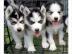 Siberian-Husky- Mix welpen suchen ein ne